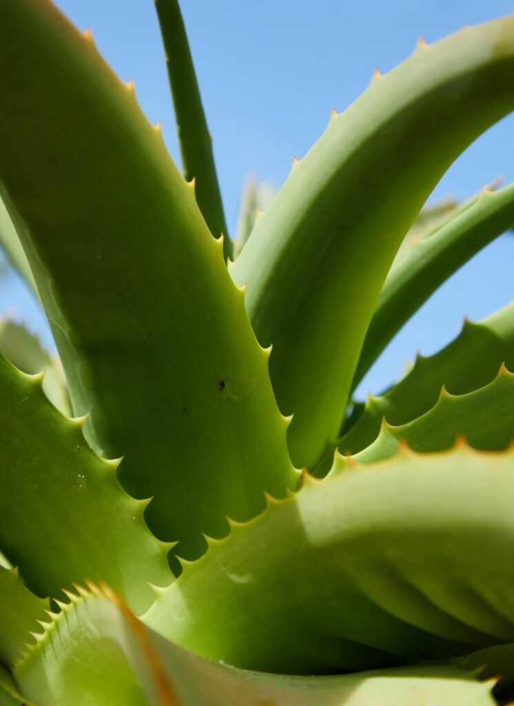 Feuilles d’aloe vera au soleil – plante naturelle et apaisante